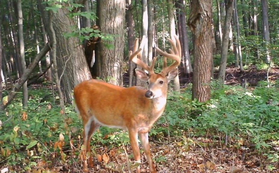 mi pre rut whitetail