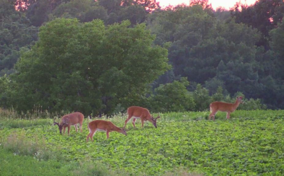 soybeans for deer