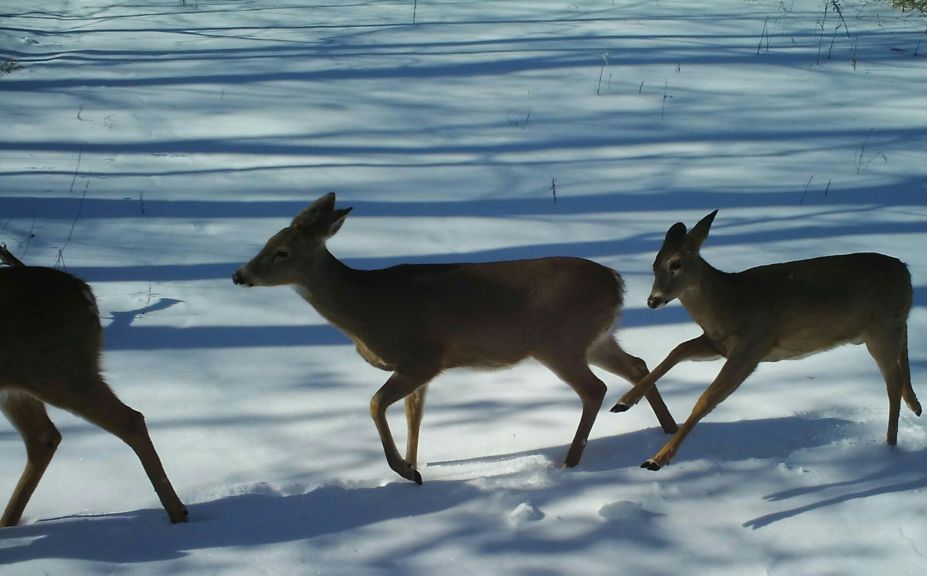 whitetail habitat