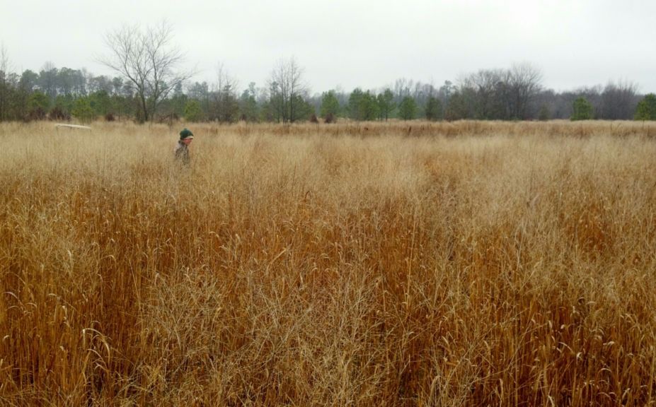 Red Cedar Deer Bedding 