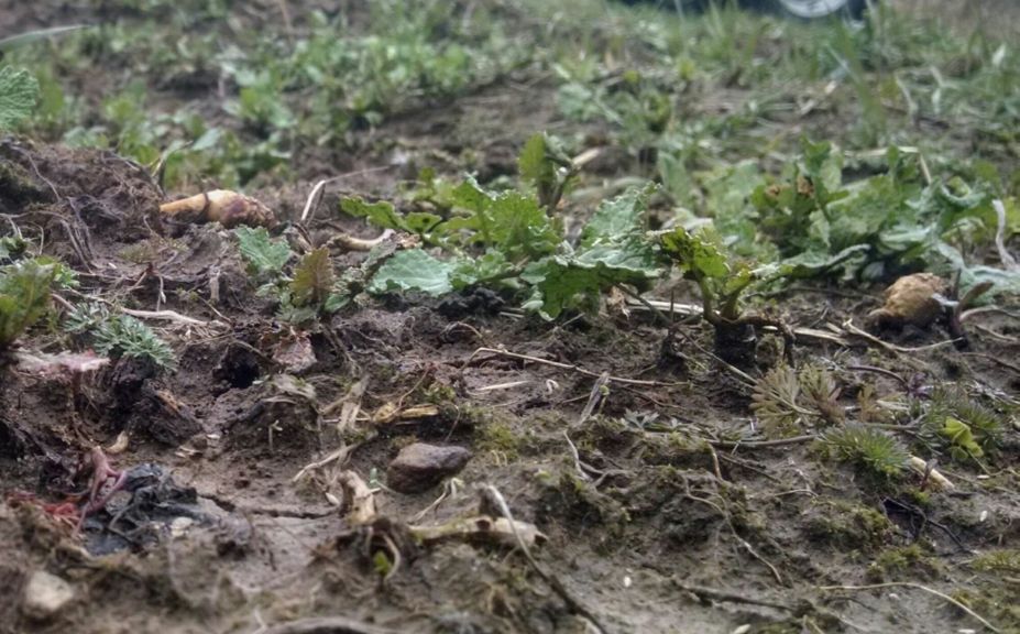 switchgrass deer bedding