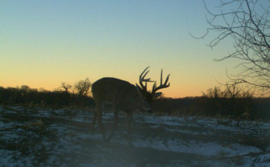 2016 whitetail rut