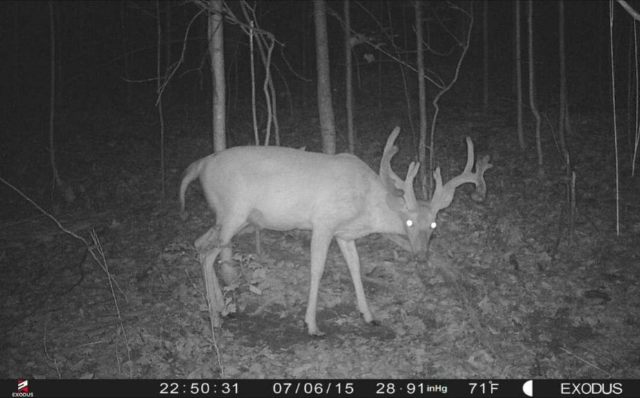 managing whitetail herds