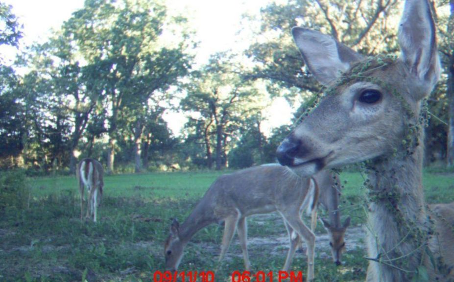 deer movement patterns
