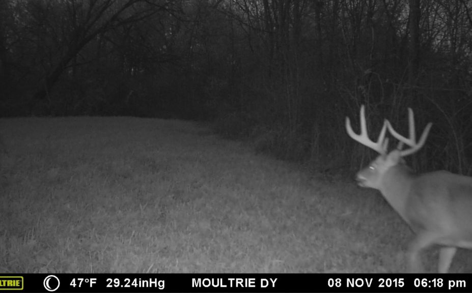 whitetail rut forecast