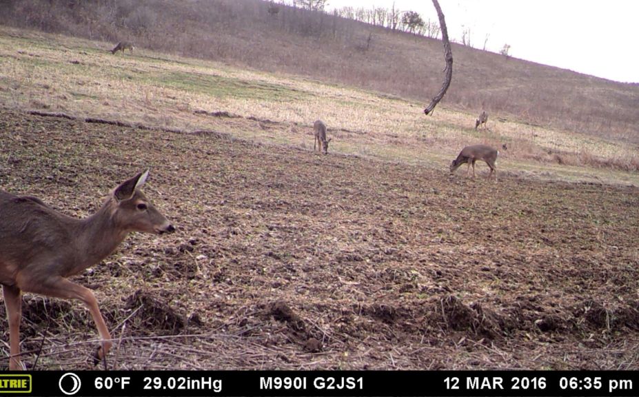 Spring Food Plot Plantings