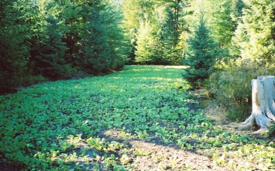 food plot location strategies