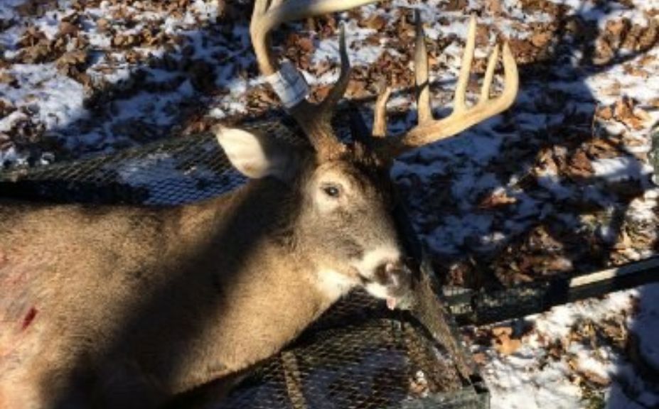 nw il monster buck