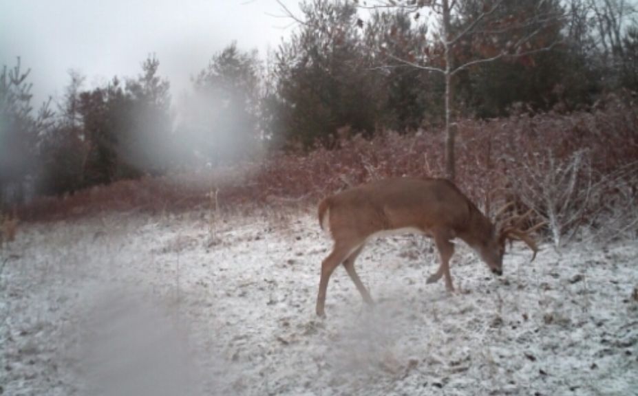 whitetail cold front strategies