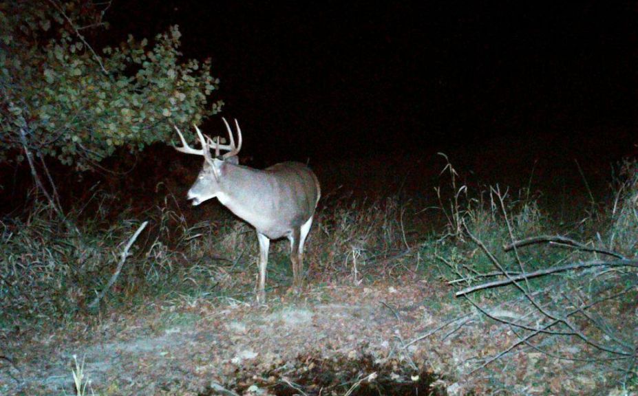 Whitetail Deer Age Chart