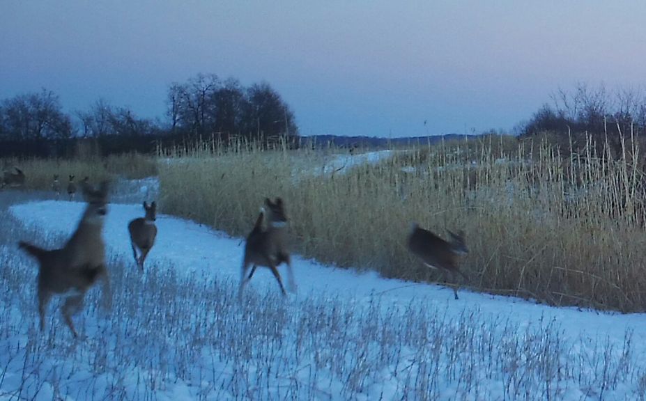 creating whitetail habitat quickly