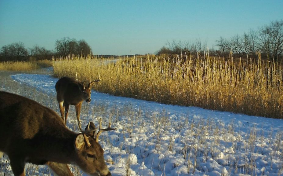 deer screening cover