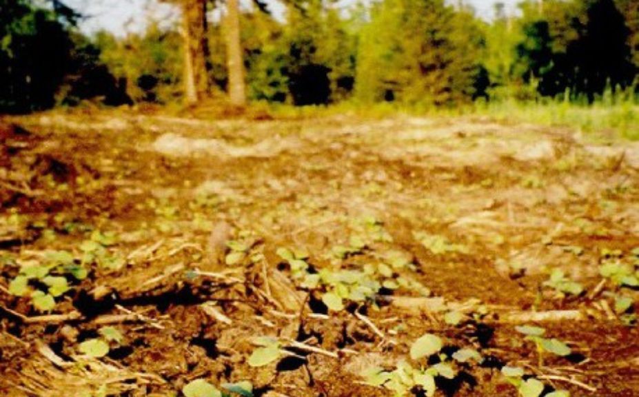 food plots