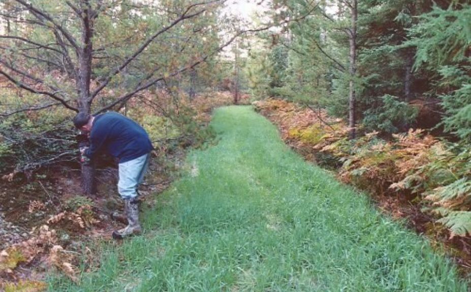 food plots