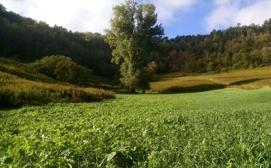 Best Food Plot Mix