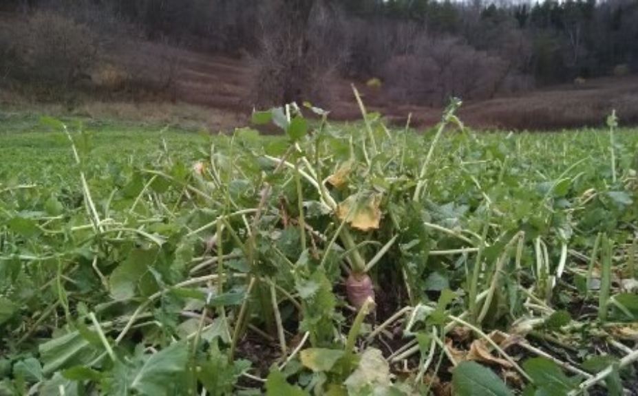 hunting season diversity food plot