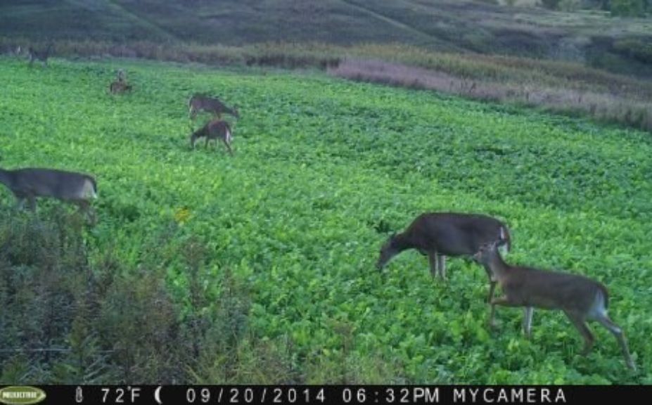 whitetail habitat management myths