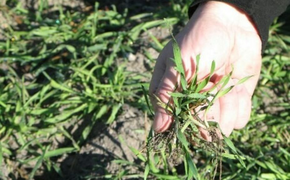 hunting season diversity food plot