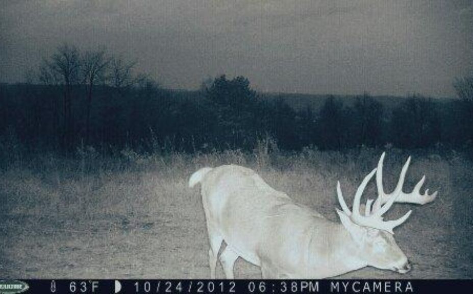 High Percentage Mature Buck Sits