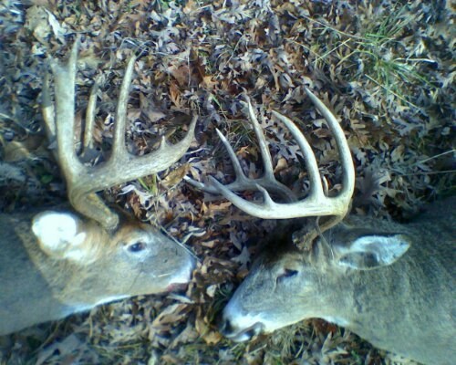 How to Properly Field Judge a Buck - Petersen's Bowhunting