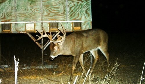 Whitetail Antler Growth Chart