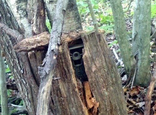 How to Hide a Trail Camera: Expert Tips for Stealthy Setup