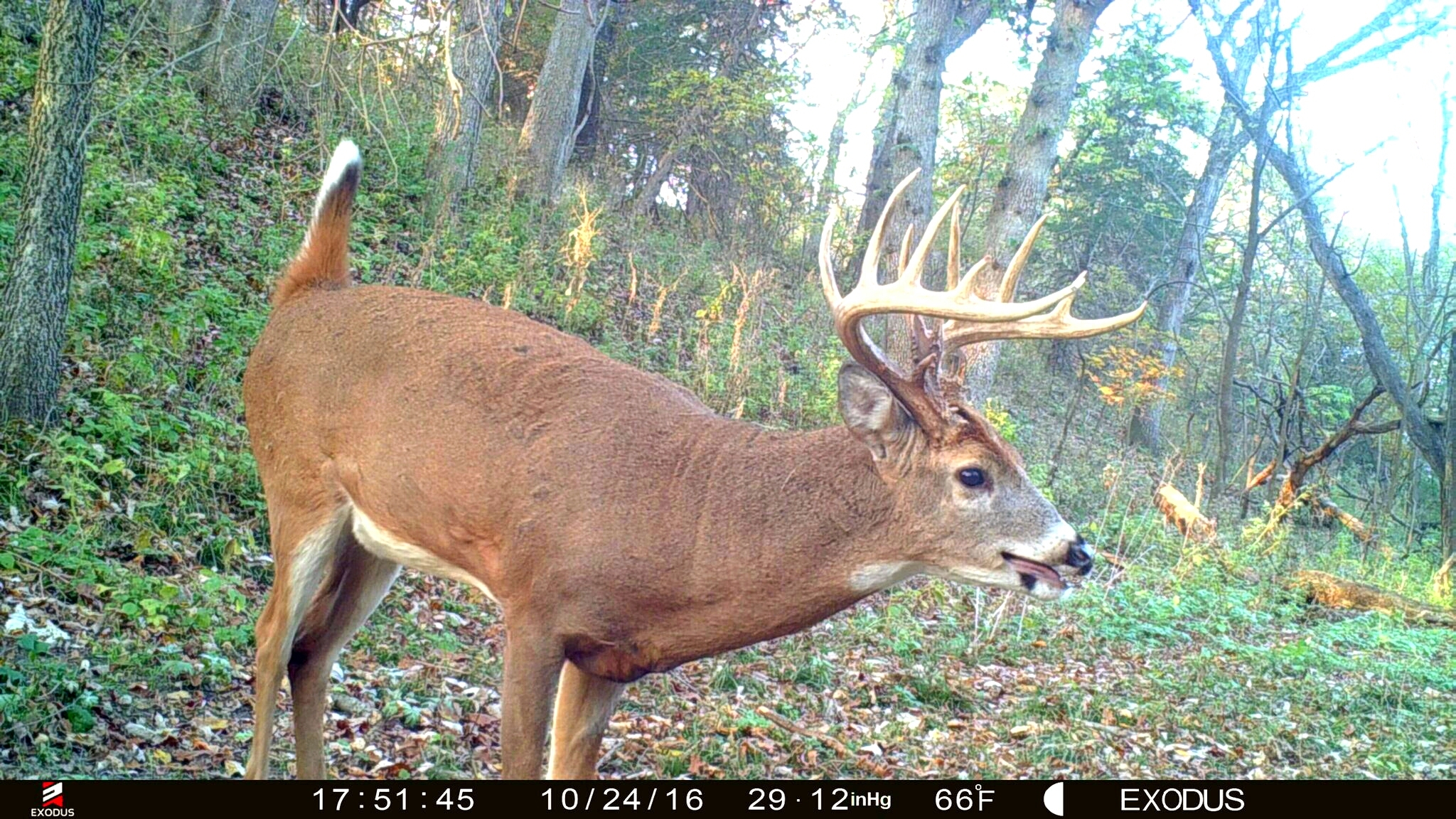 Big Buck Pictures On Trail Camera