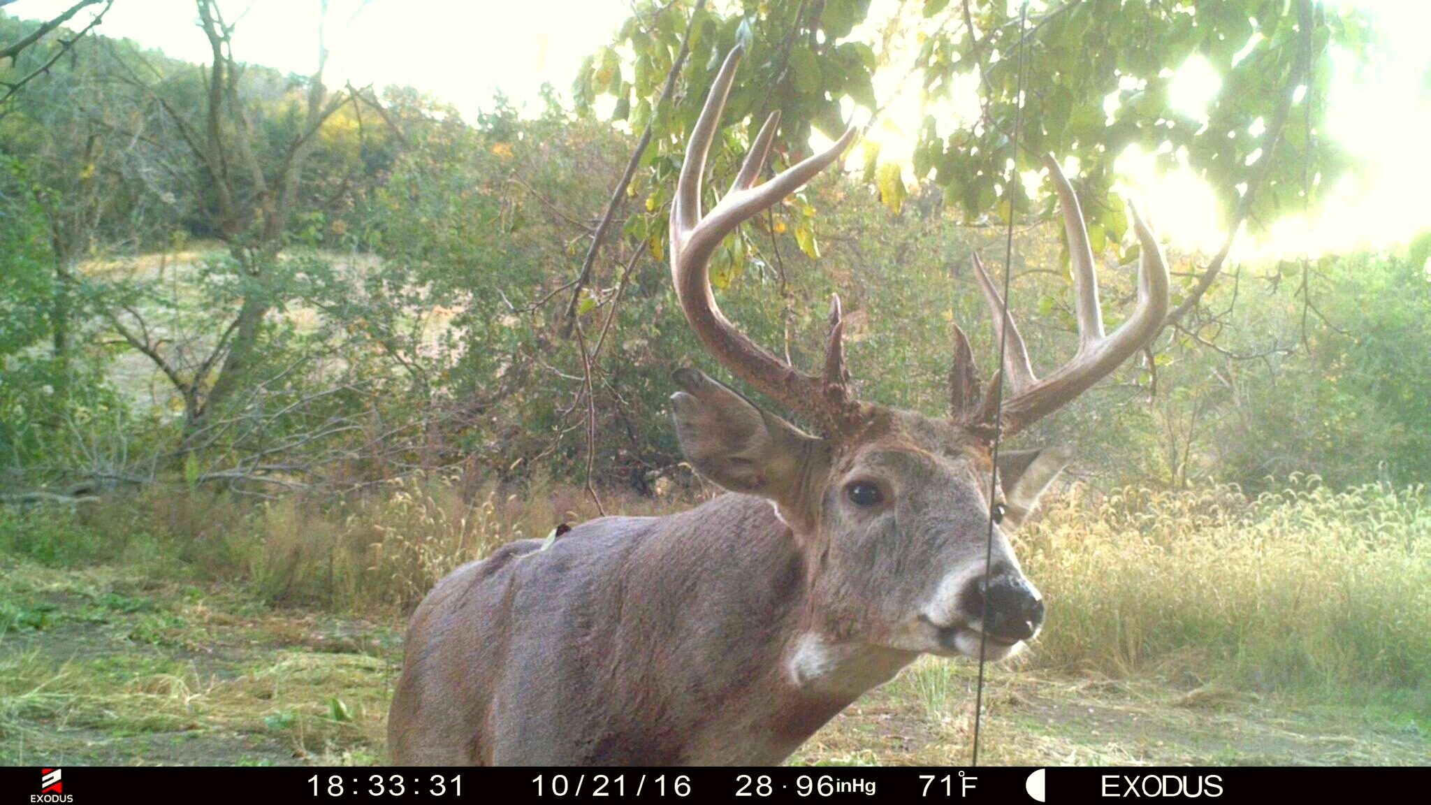 Do Big Bucks Move in the Middle of the Day? 