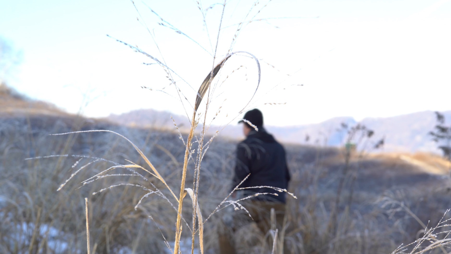 Frost Seeding Grass frost-seeding-grass
