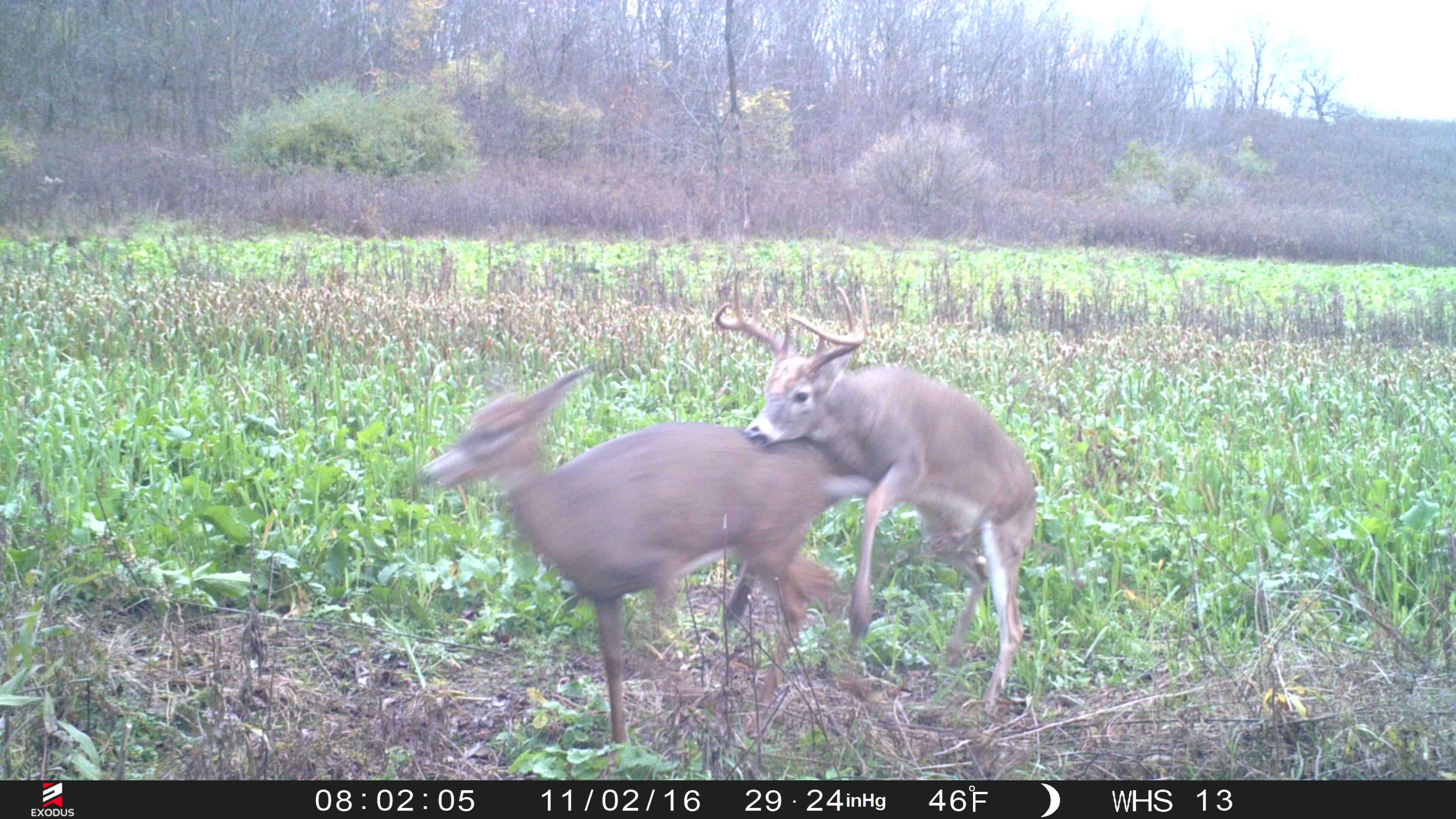 hunt passion trail camera