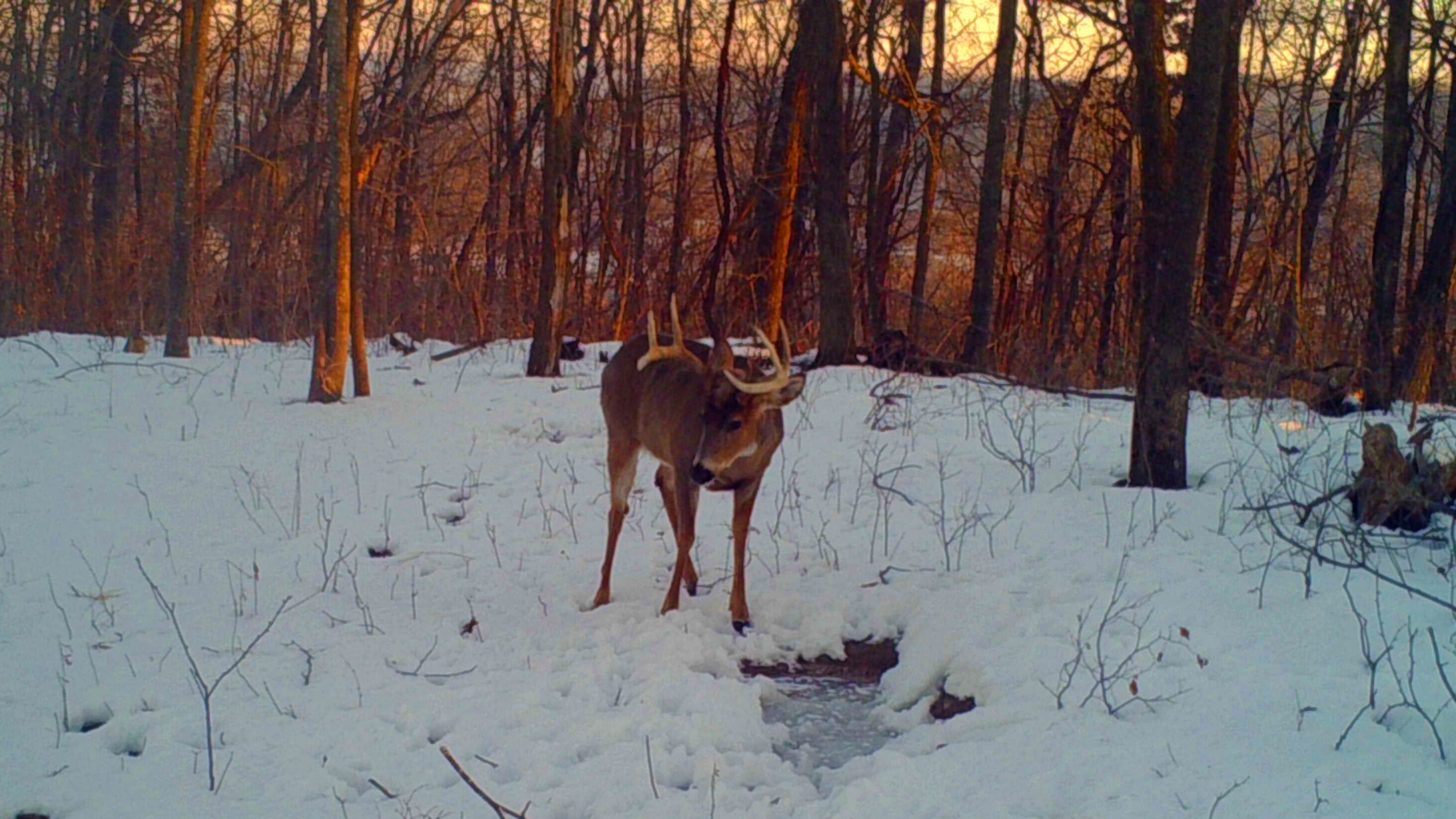 exodus lift 2 trail camera