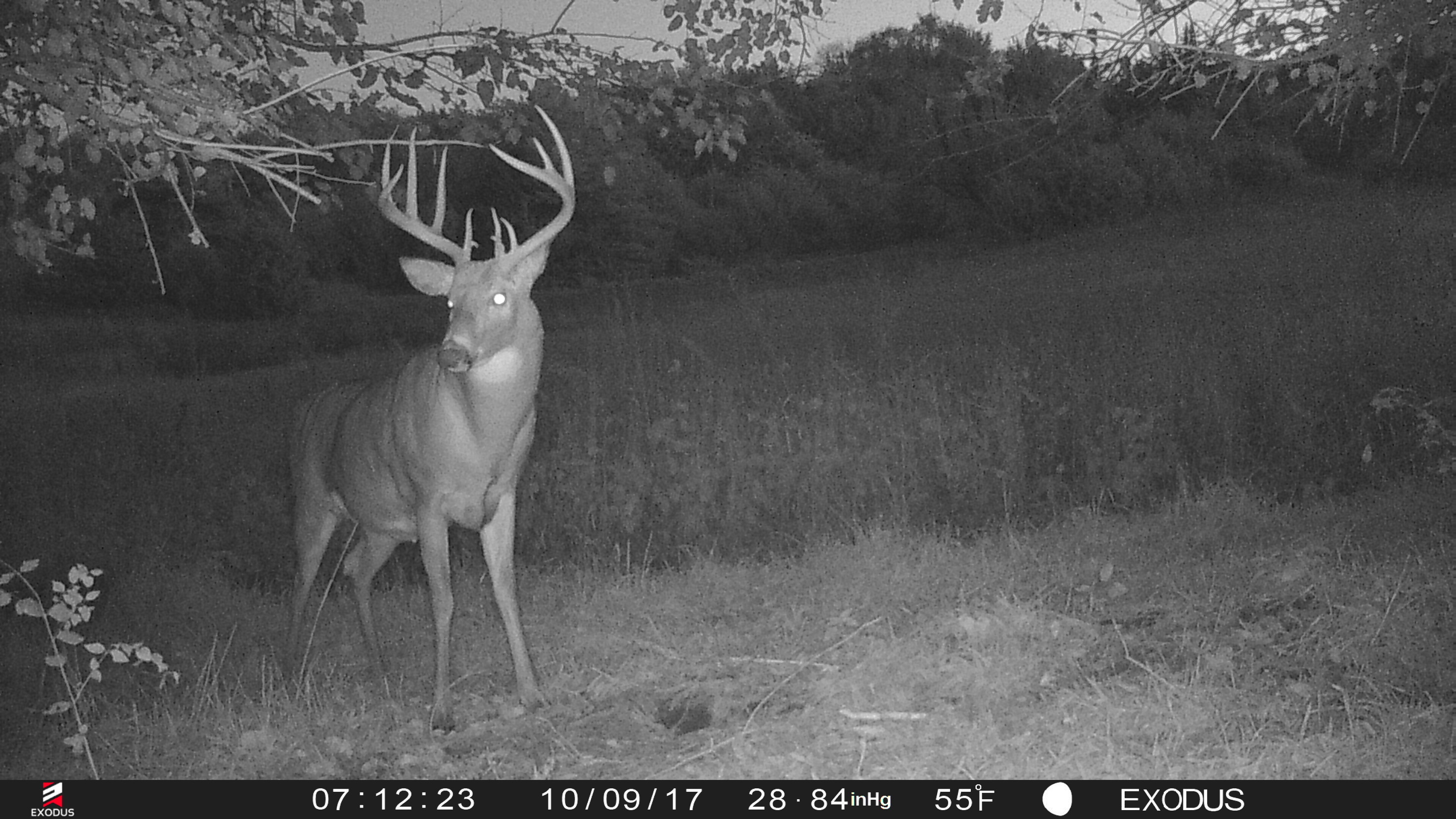 Maximizing Deer Hunting Potential on Small Parcels