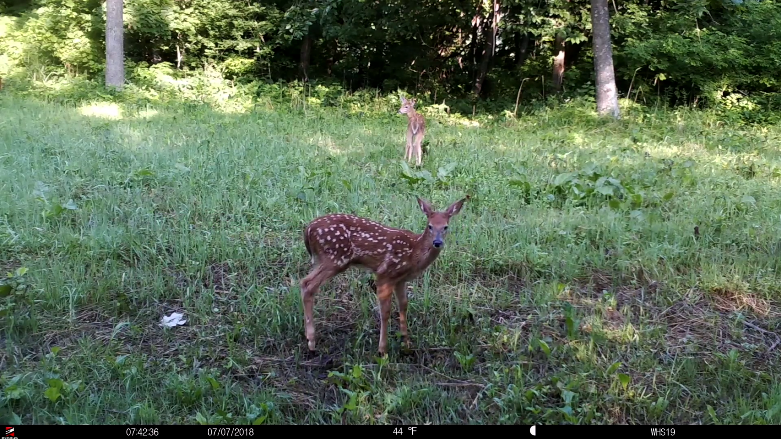 No Summer Trail Cam Bucks No Problem Whitetail Habitat Solutions