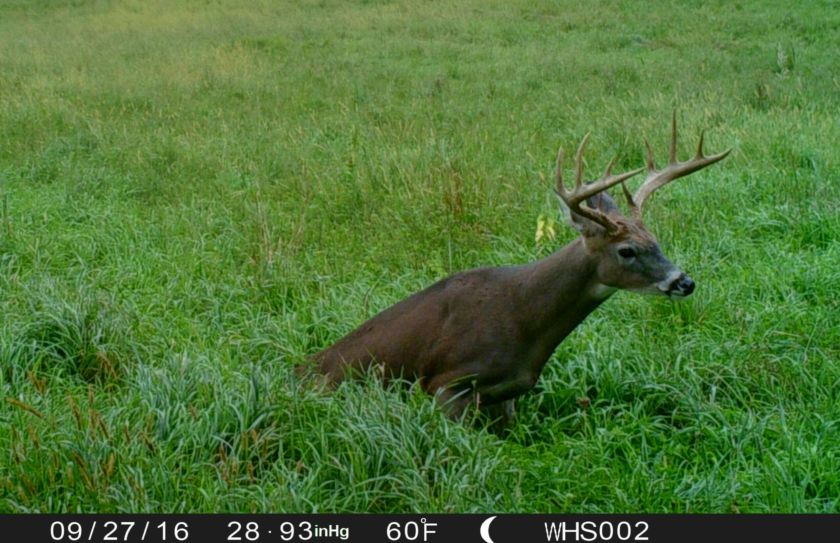 weather buck patterns