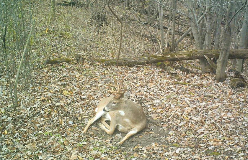 buck bed habitat