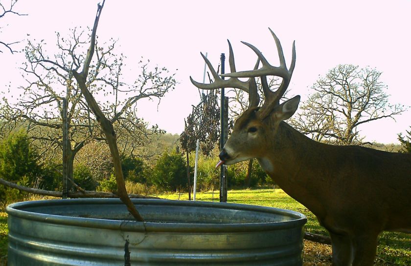 waterhole for deer