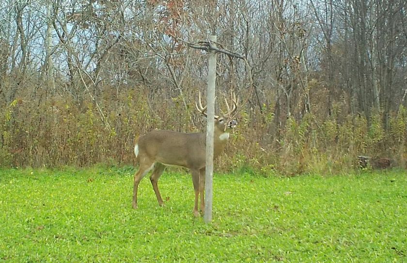 trail cam location