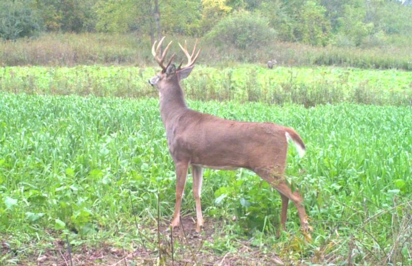 2017 advanced trail cam