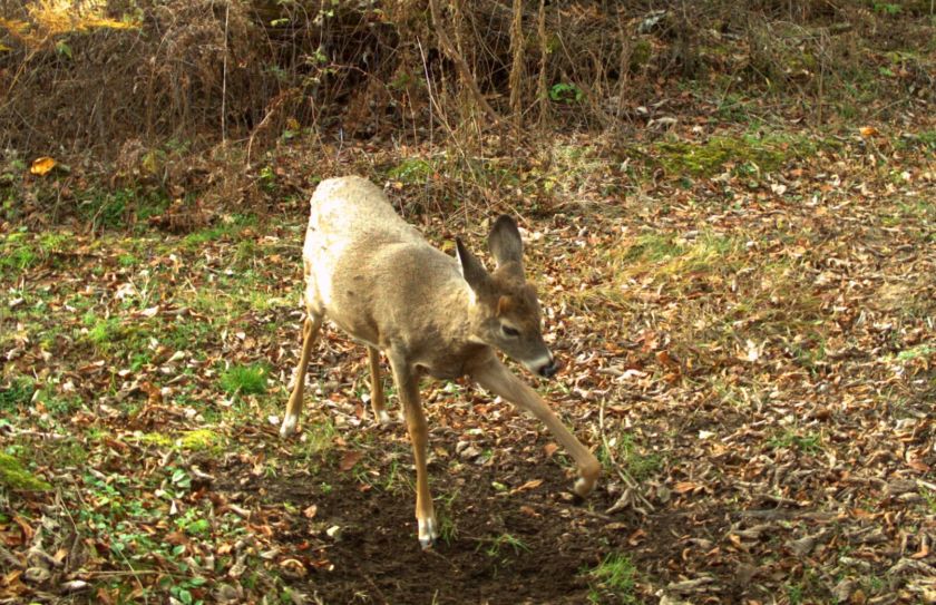 deer habitat for big bucks