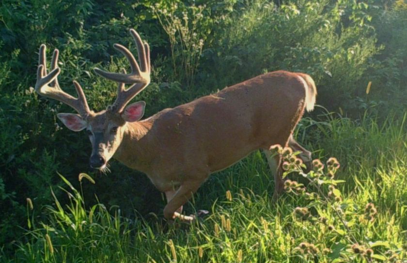 summer food plot