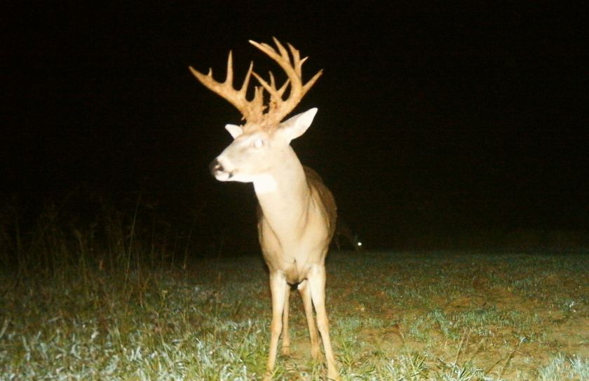 food plot strategy for mature bucks