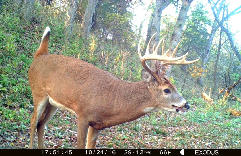 increasing daytime trail cam