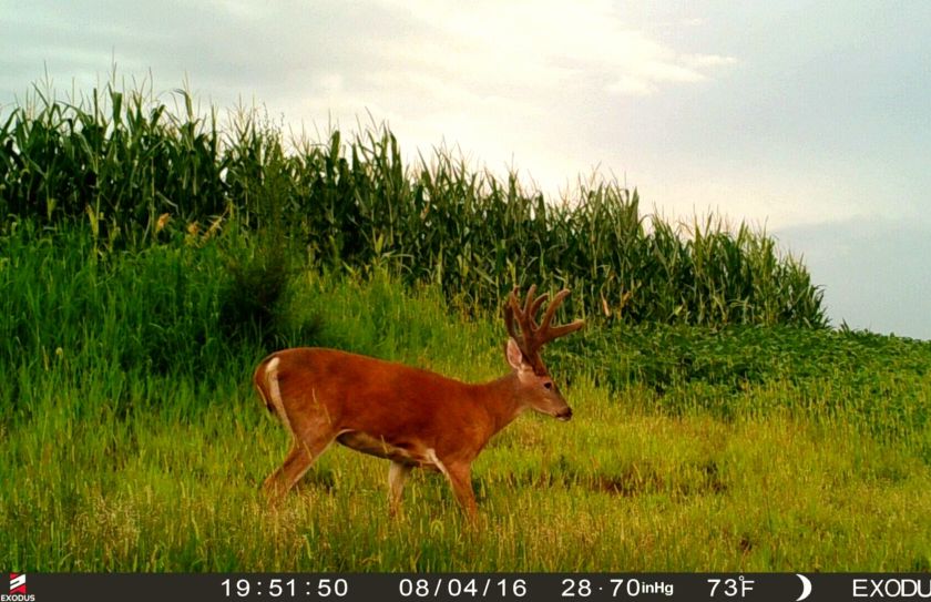 hide food plots