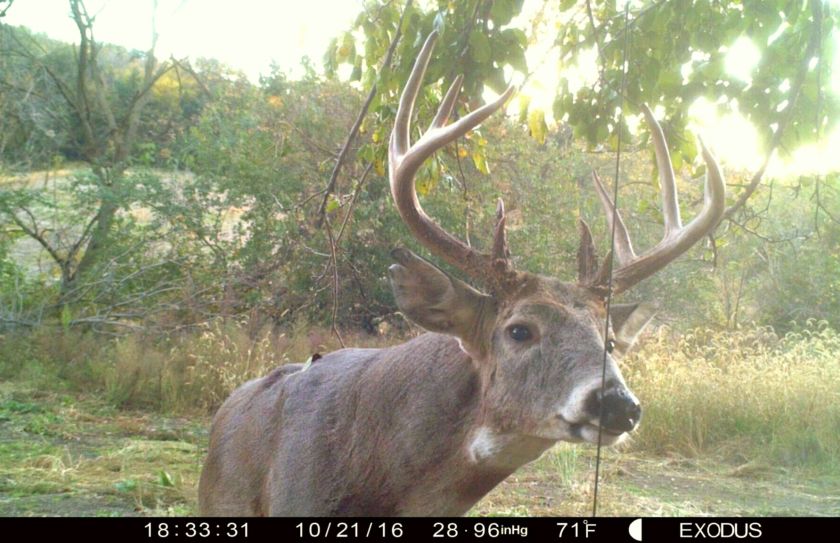 evening buck hunting strategy