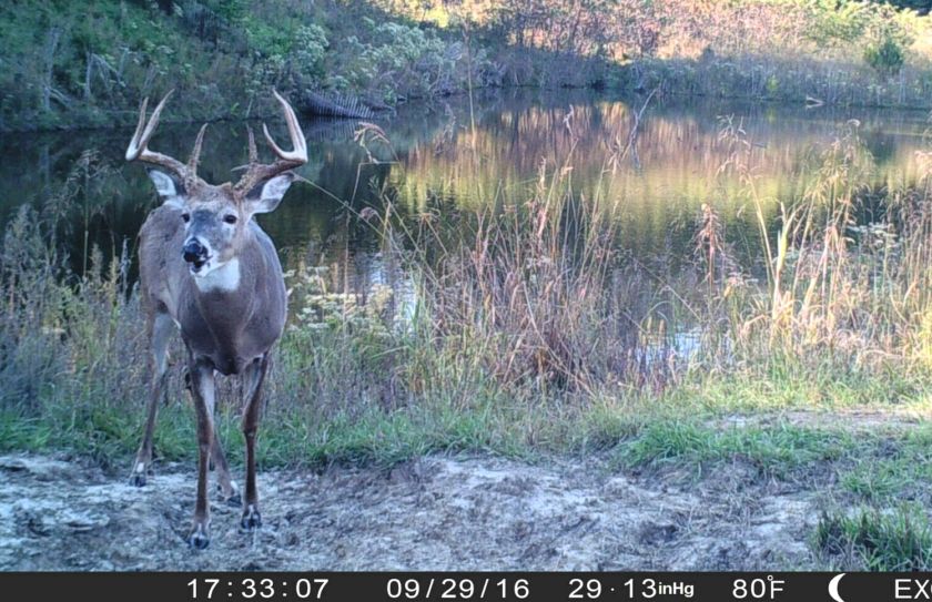 evening whitetail waterhole