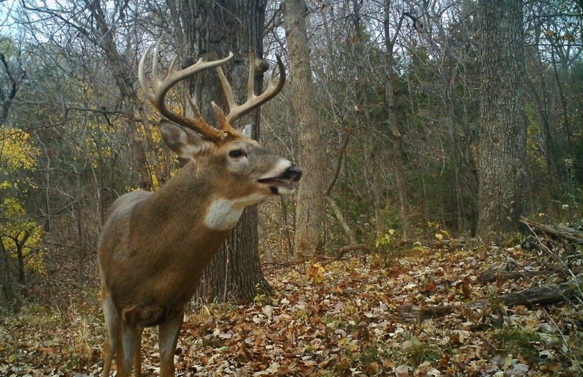 morning thermal deer hunting