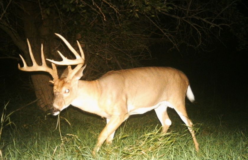 whitetail rut timing