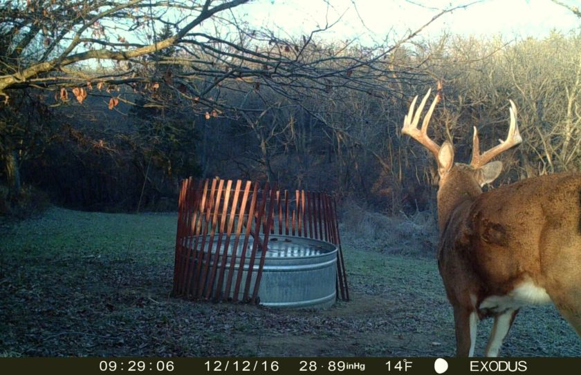 whitetails in the morning