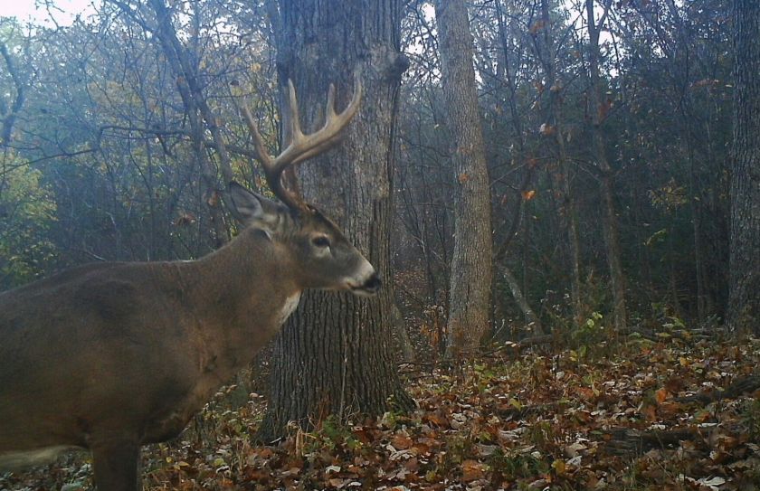 early season bowhunting