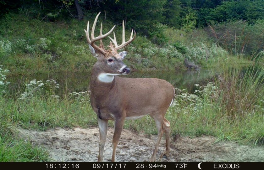 cold front deer hunting